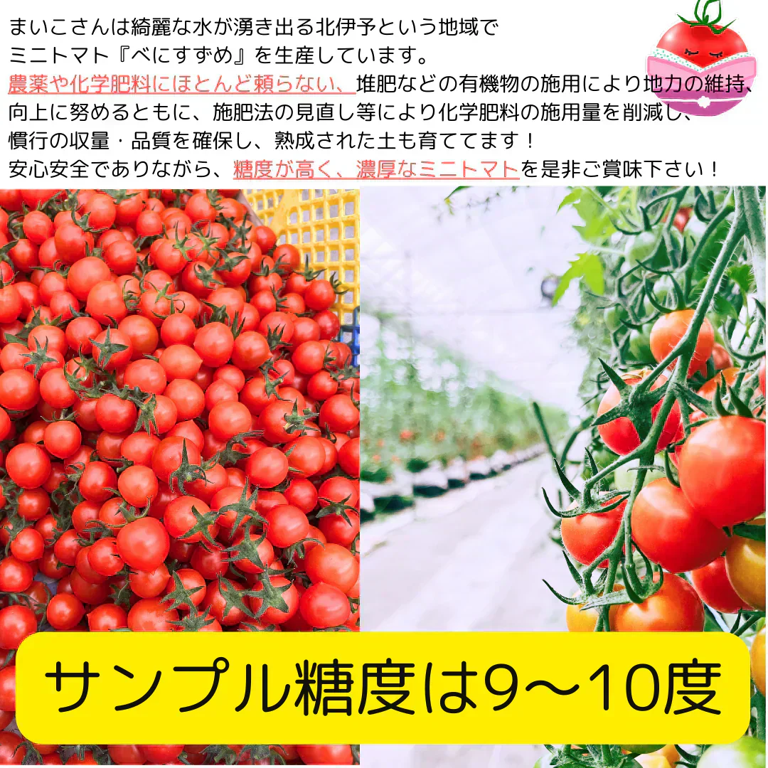 【3.4.5.6月限定】高糖度★収穫後すぐ発送！　高糖度紅すずめ　1500g　ミニトマト　こだわり農家の希少な逸品