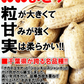 【数量限定】千葉県産　おおまさり　生落花生　2㎏　有機栽培