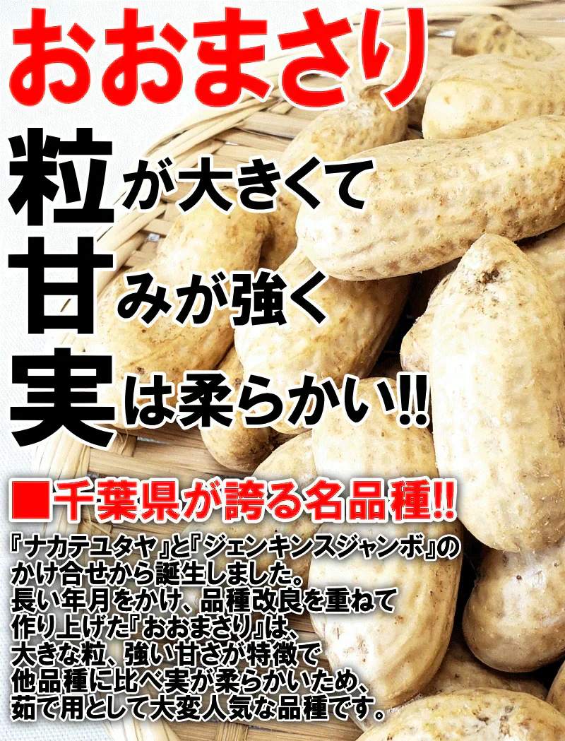 【数量限定】千葉県産　おおまさり　生落花生　2㎏　有機栽培