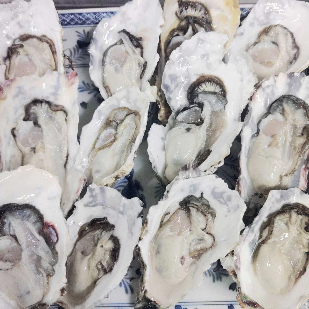 「生食用 殻付き 牡蠣 ８ｋｇ」生食用（56~140粒）生牡蠣 殻付き 牡蛎 牡蠣 殻付 宮城県産 松島牡蠣屋 カキ 海産物 魚介類 魚介 海鮮 母の日 父の日 送料無料 ＢＢＱ バーベキュー