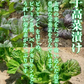 旨口辛子高菜漬け(1000g)伝統の味！たっぷり大容量！豚骨ラーメンにも、高菜チャーハンにも！ 送料無料 ギフト お中元 お歳暮 福袋 ※こちらは、常温発送商品（ポスト投函）です。
