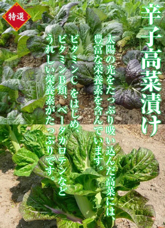 旨口辛子高菜漬け(1000g)伝統の味！たっぷり大容量！豚骨ラーメンにも、高菜チャーハンにも！ 送料無料 ギフト お中元 お歳暮 福袋 ※こちらは、常温発送商品（ポスト投函）です。
