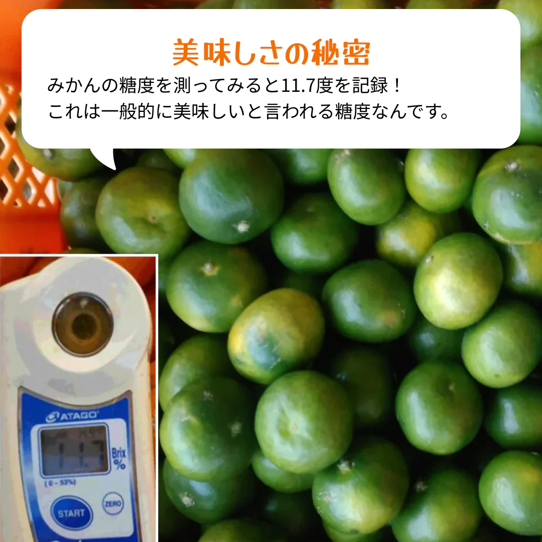 【9月中旬発送予定】熊本産 みかん 訳あり 約10kg（箱込10kg：9kg+保証分500g）ご家庭用 送料無料【ゲリラセール】