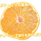 デコポン 同品種 訳ありデコみかん 5kg 箱込 (内容量4kg+補償分500g) 送料無料 熊本県産 フルーツ お取り寄せ みかん ミカン 蜜柑 不知火