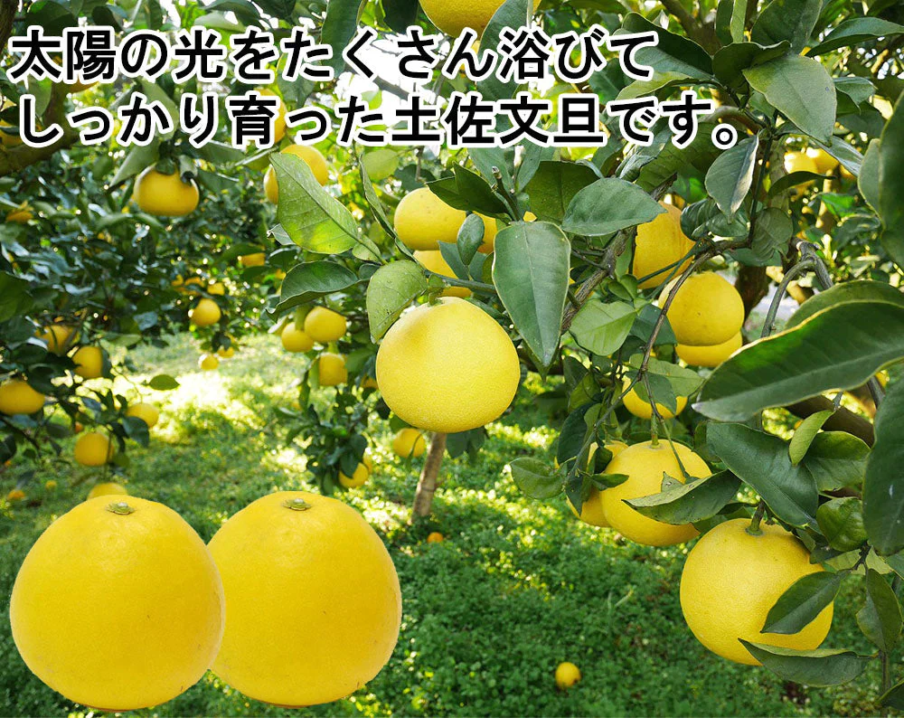 土佐文旦 中玉 4kg 送料無料 ご家庭用 箱買い サイズミックス みかん 柑橘 フルーツ 果物 産地直送 愛媛県産 YDF-007
