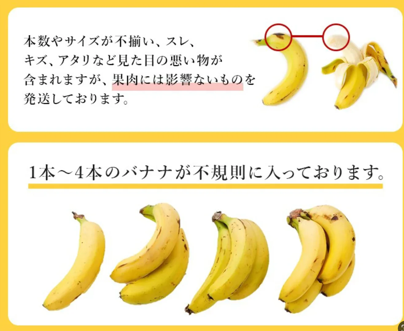 【バナナの王様！】完熟王 バナナ 2kg (約8-15本) ※1.5kg +500g保証分 朝食 おやつ
