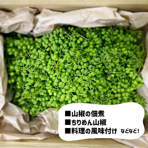和歌山県産 ぶどう山椒 秀品1kg 生山椒 実山椒 有田産 国産 山椒 さんしょう 山椒の実