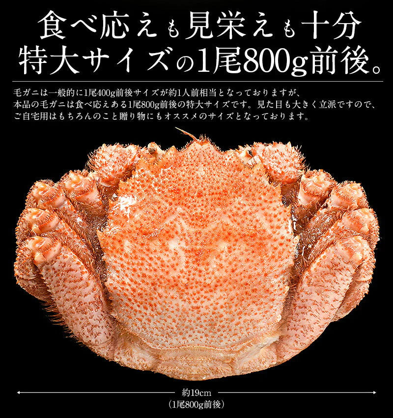 毛ガニ 800g前後×1尾 カニ かに 蟹 姿 毛蟹 毛がに グルメ ボイル蟹 食べ物 特大 大きい 冷凍 北海道 ボイルカニ 魚介 北海道産 美味しい 海鮮 贈り物 お取り寄せグルメ おすすめ食品 おすすめ食材 送料無料 母の日 プレゼント ギフト  母の日思いの 実用的 父の日 子供