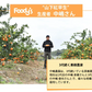 山下紅早生 みかん 幻のみかん 送料無料 秀品 2.5kg 希少品種 熊本県産  蜜柑 早生みかん ミカン