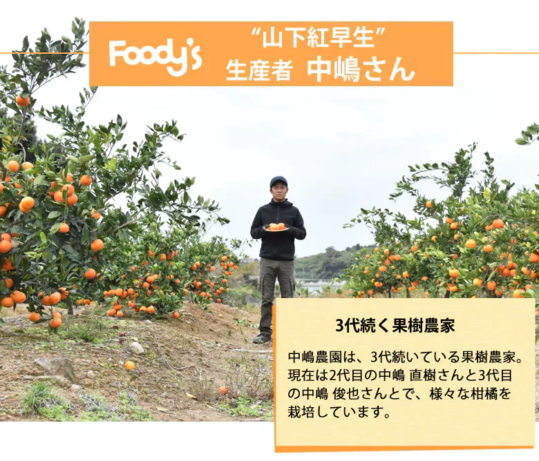 山下紅早生 みかん 幻のみかん 送料無料 秀品 2.5kg 希少品種 熊本県産  蜜柑 早生みかん ミカン