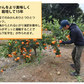 山下紅早生 みかん 幻のみかん 送料無料 秀品 2.5kg 希少品種 熊本県産  蜜柑 早生みかん ミカン