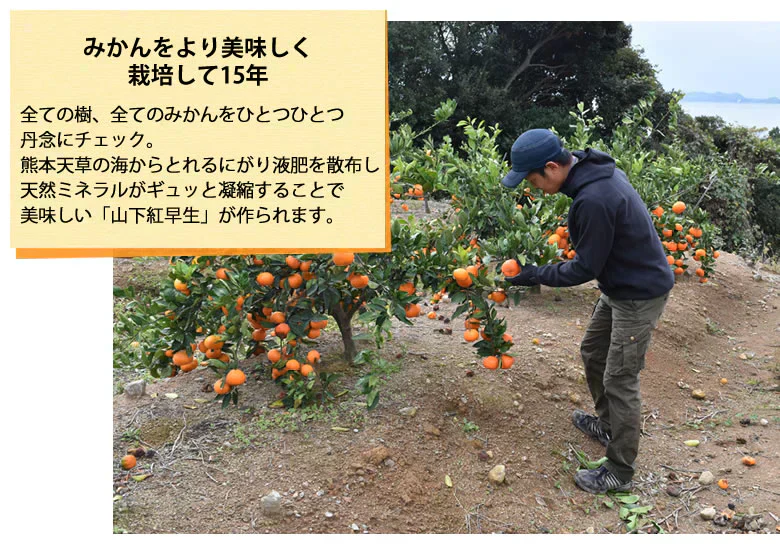 山下紅早生 みかん 幻のみかん 送料無料 秀品 2.5kg 希少品種 熊本県産  蜜柑 早生みかん ミカン