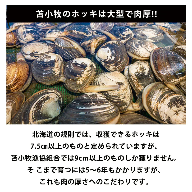 マルトマ プレミアム ほっきカレー【1人前×2箱】新千歳空港 お土産 まるとま ホッキカレー 苫小牧 行列のできる店 テレビで話題