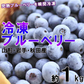 東北産 冷凍ブルーベリー１kg