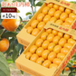 【10月下旬-12月上旬頃ご注文受付順次】訳あり種なし柿約10kg（5kg×2箱）庄内柿平箱詰めご家庭用にたっぷりお届け！柿、かき、カキ