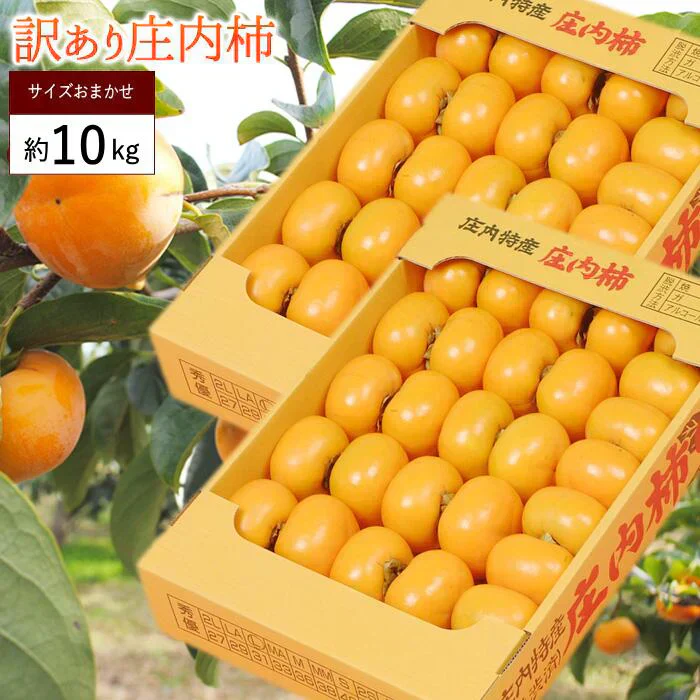【10月下旬-12月上旬頃ご注文受付順次】訳あり種なし柿約10kg（5kg×2箱）庄内柿平箱詰めご家庭用にたっぷりお届け！柿、かき、カキ