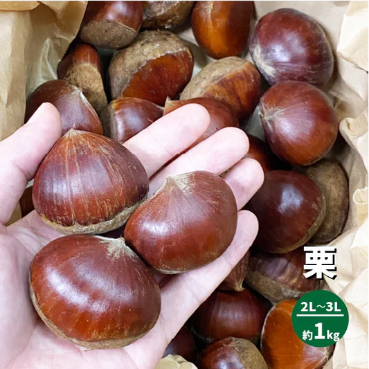 栗 生栗 約１kg ２〜３Lサイズ 栗 くり 栗ご飯 茨城県 敬老の日 国産