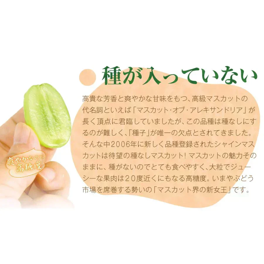 シャインマスカット 2房（約1.2kg）山梨産 （発送予定:9月下旬より）