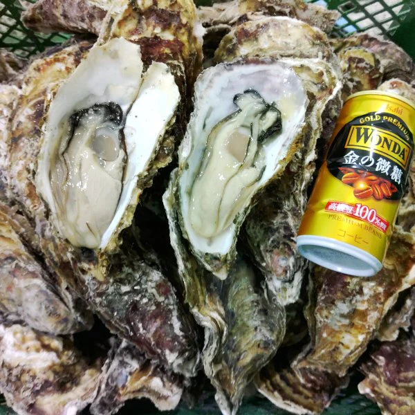 デカい牡蠣 殻付き 牡蠣 ３年牡蠣 ３ｋｇ 冷凍便 送料無料！３キロ 宮城県産 殻付き牡蠣 殻付き 松島牡蠣屋  殻付 カキ 加熱用 松島牡蠣屋 無選別牡蠣 牡蛎 ＢＢＱ バーベキュー食材 海産物 牡蠣通販 「３年牡蠣 ３ｋｇ」【80】