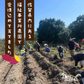 訳あり さつまいも 4kg 農薬不使用 「 佐賀県産 紅はるか 4kg 未選別 詰合せ 家庭用 」送料無料 福祉事業所直営農園栽培