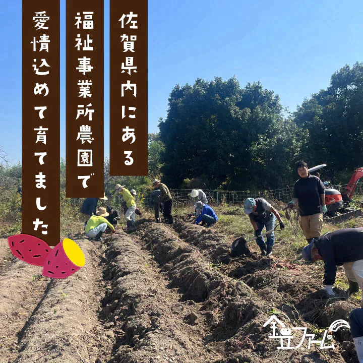 訳あり さつまいも 4kg 農薬不使用 「 佐賀県産 紅はるか 4kg 未選別 詰合せ 家庭用 」送料無料 福祉事業所直営農園栽培
