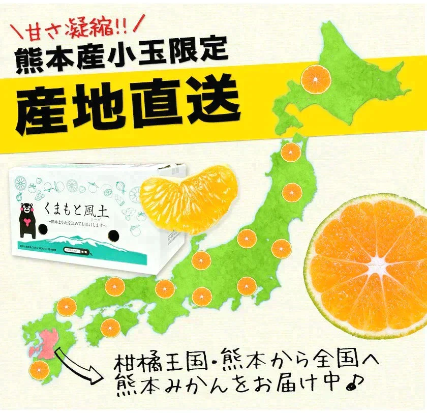 小玉 みかん 訳あり 送料無料 1.5kg 小粒 ミカン 柑橘 熊本 極早生 3s-sサイズ 家庭用 7-14営業日以内に出荷予定(土日祝除く)【ご新規さん限定商品】