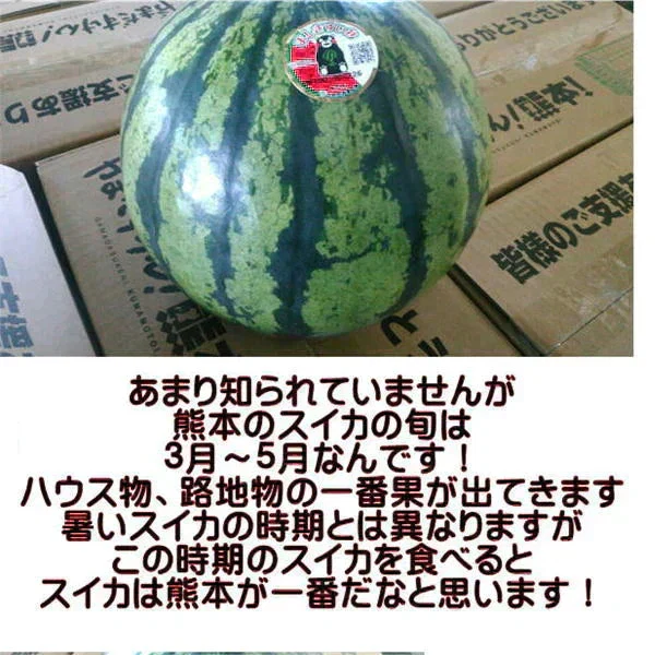 【6月上旬～7月上旬発送予定】超大玉すいか　訳あり　8キロオーバー　大玉限定！　スイカ　すいか　西瓜　熊本産　1玉入り