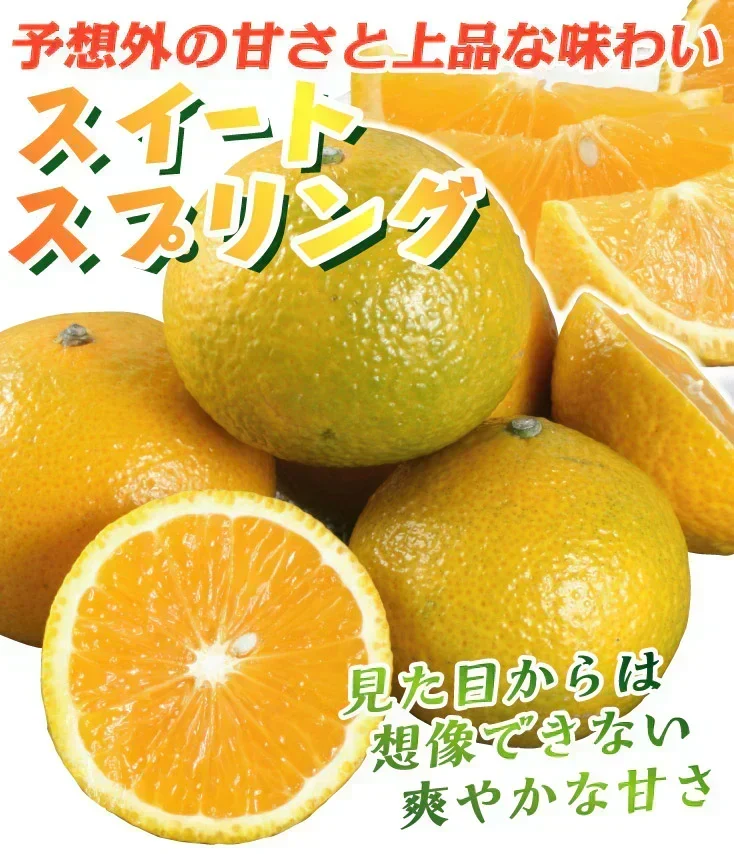 みかん 熊本産 スイートスプリング 10kg ご家庭用 (発送予定：2027年1月下旬より)