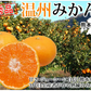みかん 10kg 送料無料 温州みかん 秀品 熊本県産 蜜柑 ミカン