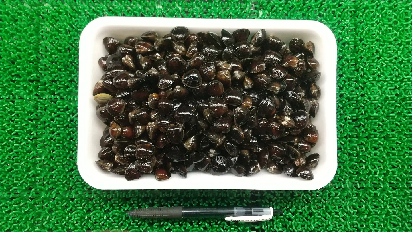 【水産仲卸直送】大人へのご褒美！活アサリ＆シジミを合わせてたっぷり1.6㎏！