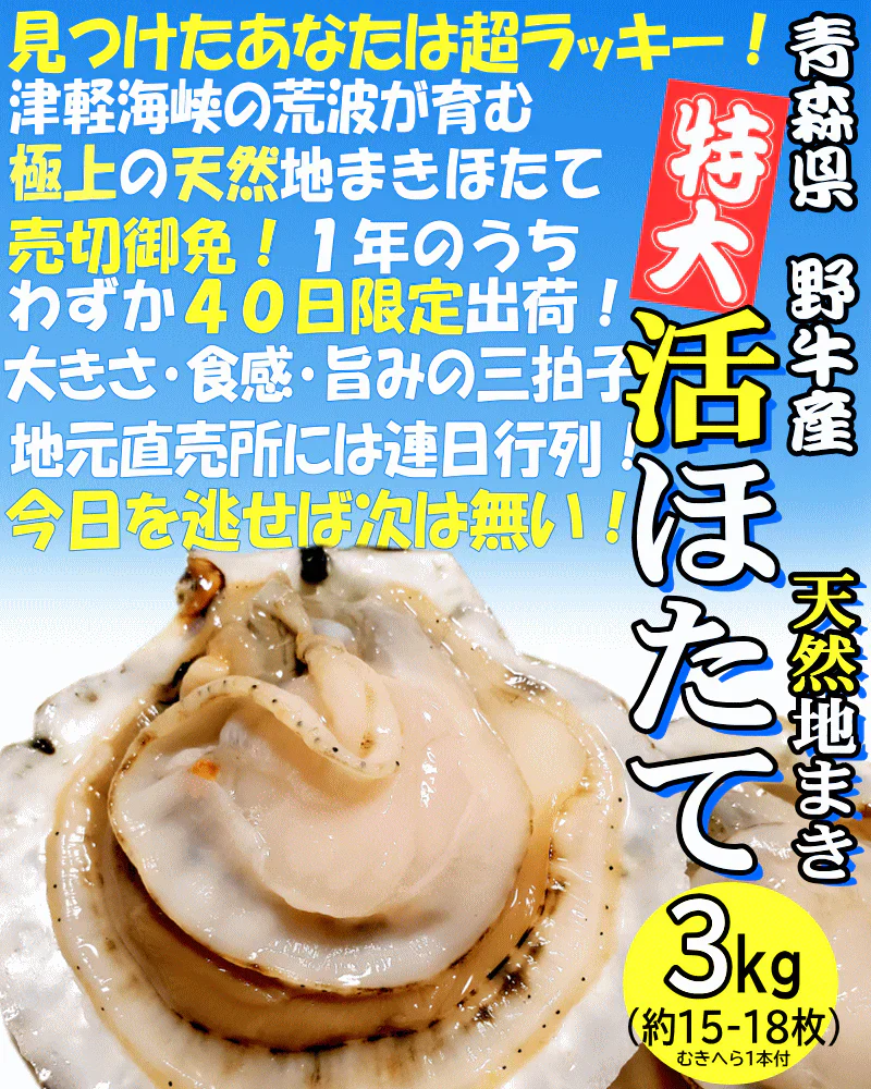 8月中旬まで限定販売　青森県野牛産　活ほたて　大サイズ3キロ　むきへら付き