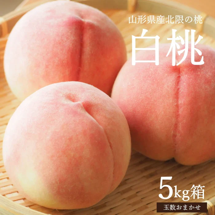 【8月中旬頃-9月中旬頃ご注文受付順次】白桃 約5kg 13-20玉前後 もも ピーチ モモ 桃 くだもの フルーツ ご家庭用 山形産