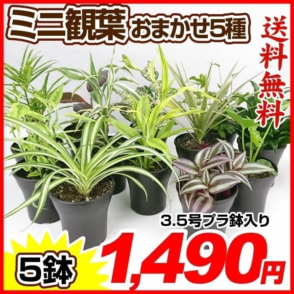 観葉植物 おまかせミニ観葉植物3.5号 5種5鉢[発送は翌年1月～となります。]