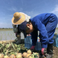 【訳あり】(塩栽培)淡路島産ソルティ玉ねぎ5キロ　美味しいさ甘さグー
