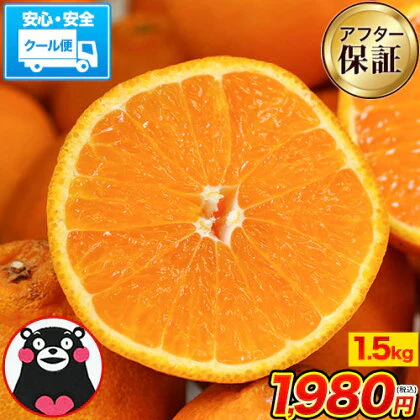 【本場熊本県産】デコみかん 訳あり 1.5kg 送料無料 不知火 みかん ミカン 熊本県産 訳あり デコポン と同品種 くまもと風土 ≪1-5営業日以内に発送予定（土日祝除く）≫