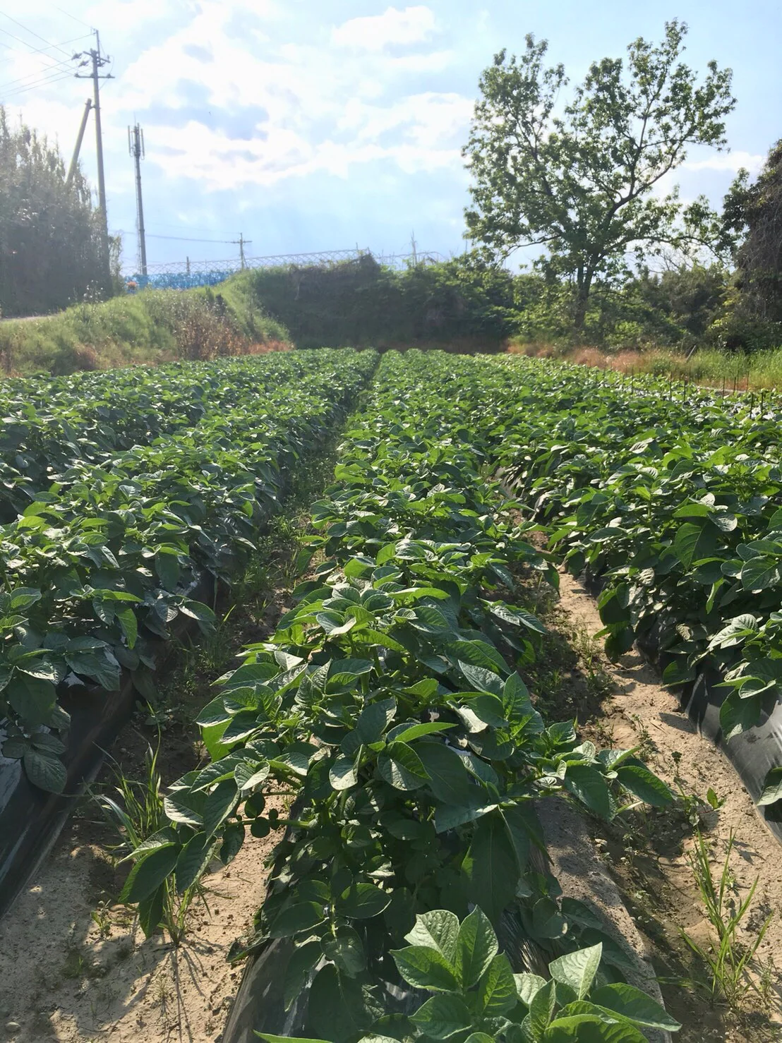 【鹿児島産 】甘塩新ジャガイモ箱込み2キロ^_^