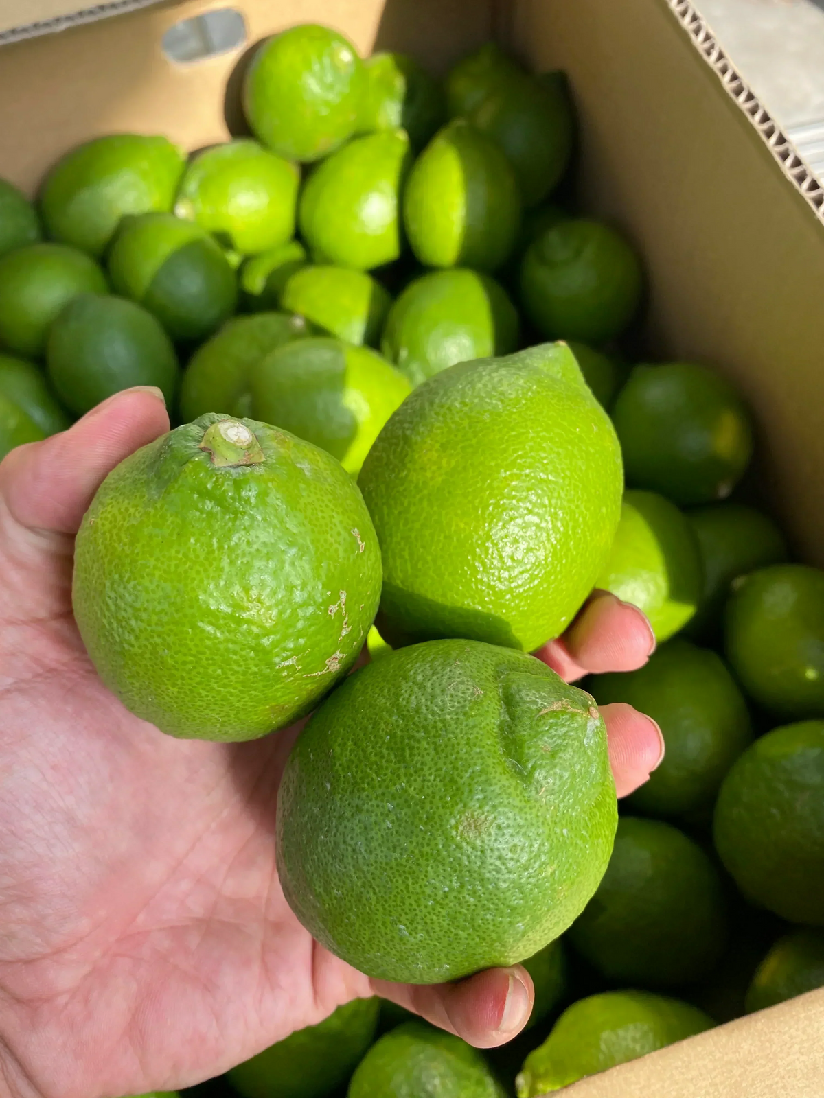 予約販売【防腐剤・防かび剤不使用・皮まで使える】国産グリーンレモン　愛媛県産　4kg 32～40球前後