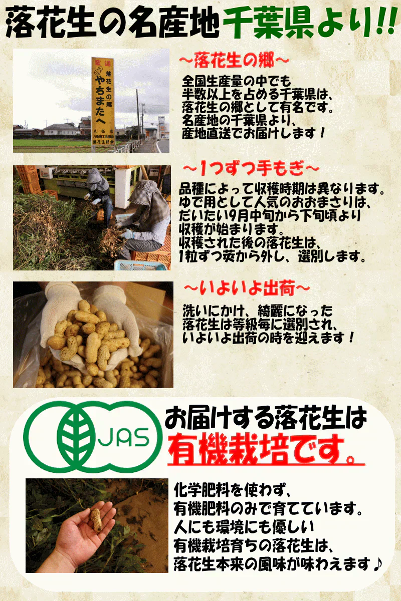 【数量限定】千葉県産　おおまさり　生落花生　2㎏　有機栽培
