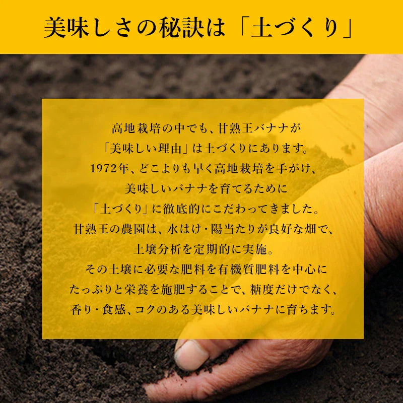【バナナの王様！】完熟王 バナナ 2kg (約8-15本) ※1.5kg +500g保証分 朝食 おやつ