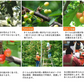 【6月中旬-7月中旬頃発送】山形産 訳あり さくらんぼ Lサイズ 約1kg バラ詰め