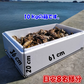 牡蠣 殻付き 牡蠣 あす楽対応！無選別「ＭＩＸ１０ｋｇ」（約120粒）冷凍便 送料無料！10キロ 宮城県産 殻付き牡蠣 殻付き 殻付 カキ 加熱用 松島牡蠣屋 無選別牡蠣 牡蛎 ＢＢＱ バーベキュー食材 海産物【120】