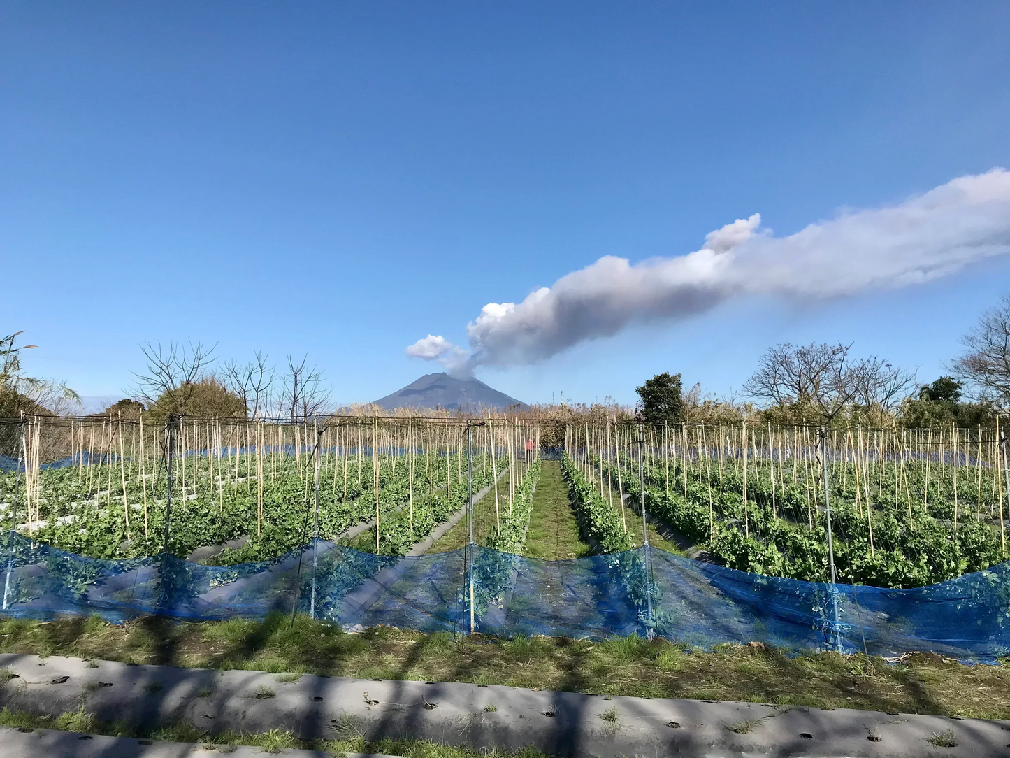 【鹿児島産】甘塩スナップエンドウ箱込み500g^_^
