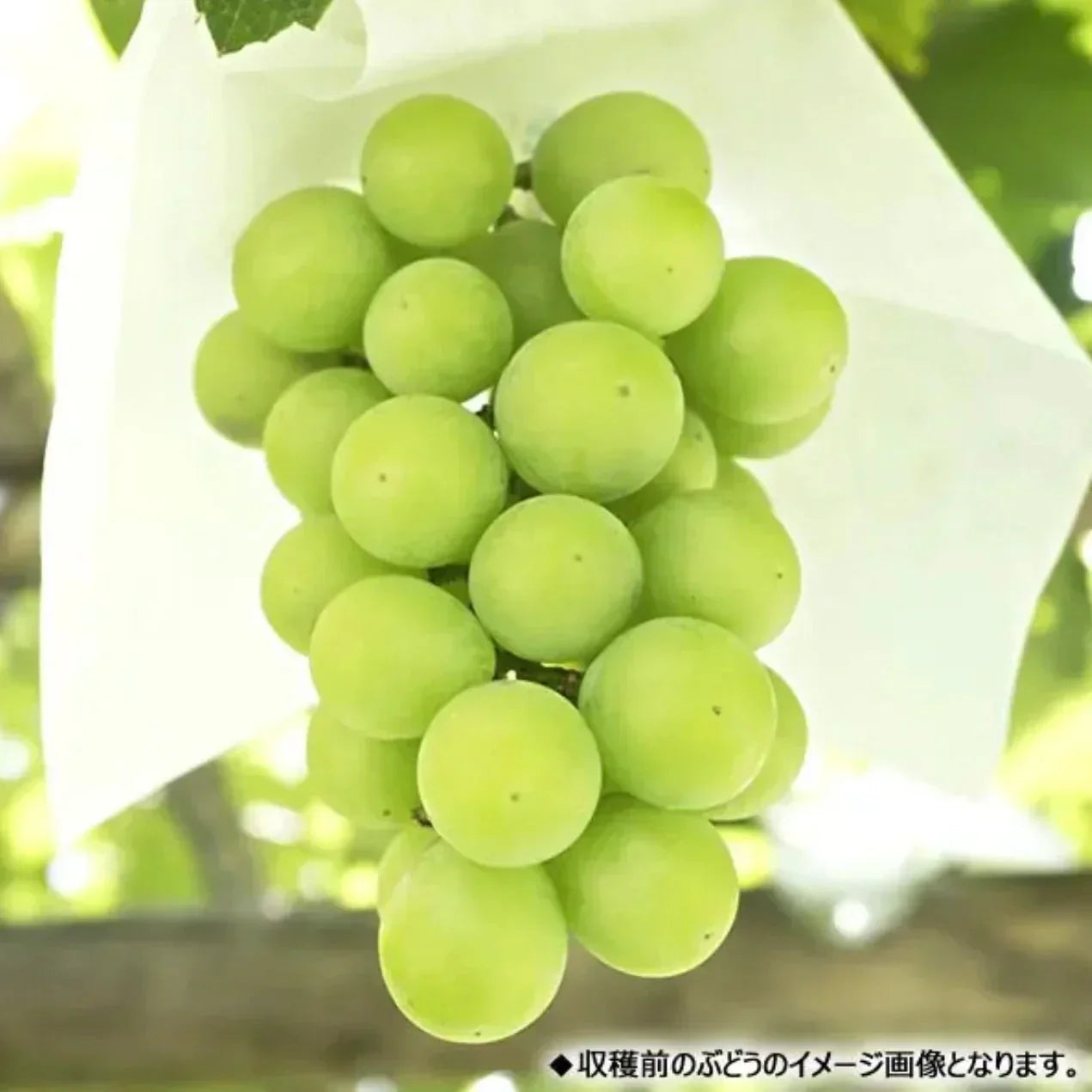 長野県産 シャインマスカット  約1.5kg(1000g+保証分500g) 1-3房 ぶどう 葡萄 巨峰