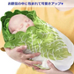白菜おくるみ 帽子付き  赤ちゃん ブランケット ニューボーンフォト 新生児