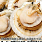 青森 活ほたて 殻付き 中大2キロ（約12枚～18枚）【冷蔵便】 養殖　奇跡の海『むつ湾』からホタテ漁師が贈る逸品