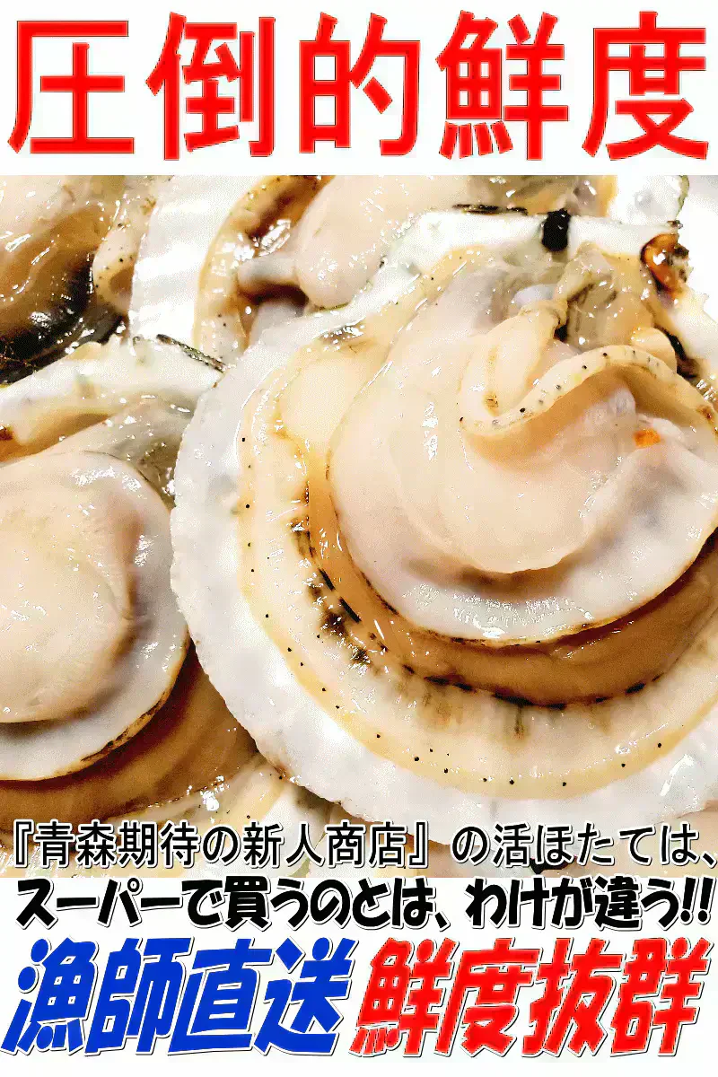 青森 活ほたて 殻付き 中大2キロ（約12枚～18枚）【冷蔵便】 養殖　奇跡の海『むつ湾』からホタテ漁師が贈る逸品