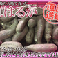 紅はるか さつまいも 5kg 産地直送 産直 土付き さつま芋 薩摩芋 焼きいも 焼き芋 石焼き芋 芋 いも イモ 鹿児島県産 FJK-000