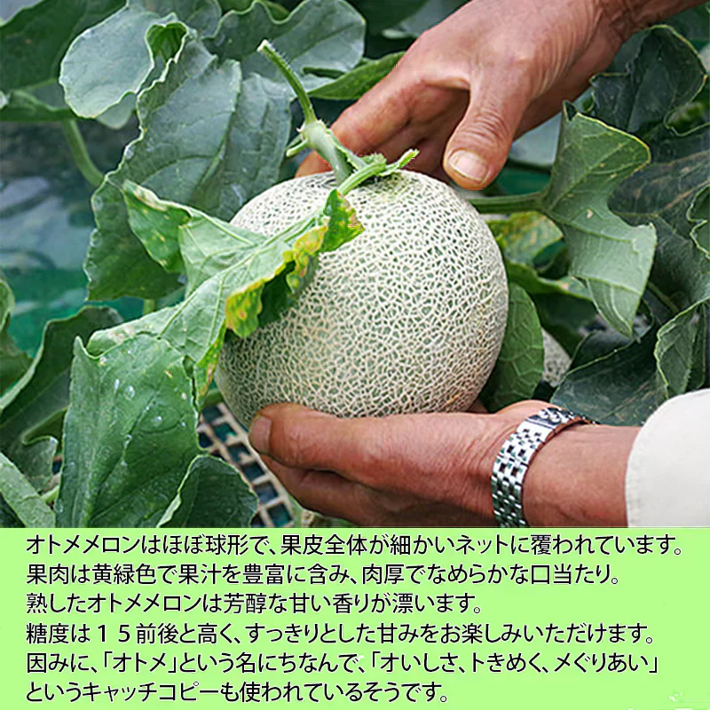 メロン 高級メロン 国産 旬のメロン 青肉 アンデスメロン オトメメロン イバラキング タカミ JA共選 特秀品 ２Lサイズ ０.８～０.９ｋｇ／玉 マスクメロン 大玉 お歳暮 御歳暮 おせいぼ 高級メロン めろん 甘い 絶品 高級フルーツ 果物 くだもの ご褒美 お供え お取り寄せフルーツ 美味しい