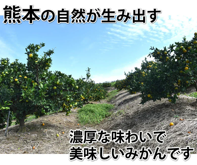 みかん 5kg 熊本みかん 秀品 2S～L 熊本県産 極早生みかん お取り寄せ 蜜柑 ミカン