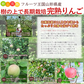 【12月上旬-下旬頃ご注文受付順次】サンふじ　りんご　約10kg箱　24-40玉前後　樹上完熟りんごを産地直送